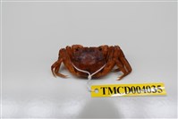 藏品(角額仿相手蟹)的圖片